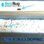 Bed Bugs Singapore